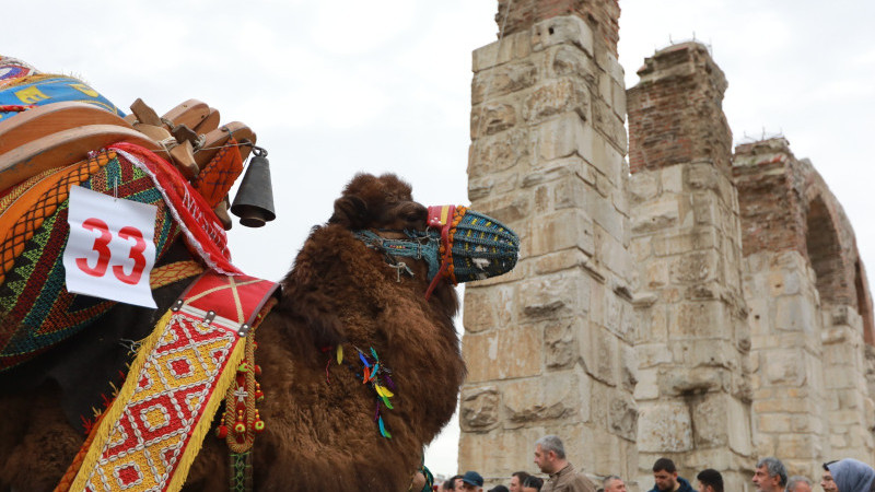 Efes Selçuk Deve Güreşleri Festivali bugün başladı