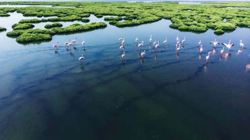 Burada 250'den fazla kuş türü yaşıyor. Koruyalım!