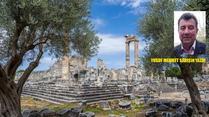 26 Kasım Dünya Zeytin Ağacı Günü: Didim’in Hafızasında Saklı Bir Miras