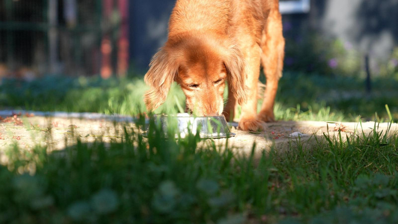 Didim,  artan lokmasını can dostlarla paylaşıyor