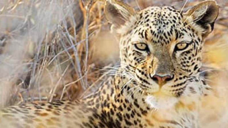 Namibya, Etosha Ulusal Parkı'nda leopar