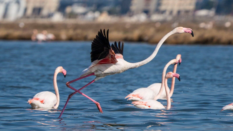 Flamingo Yolu turları bayramda devam ediyor